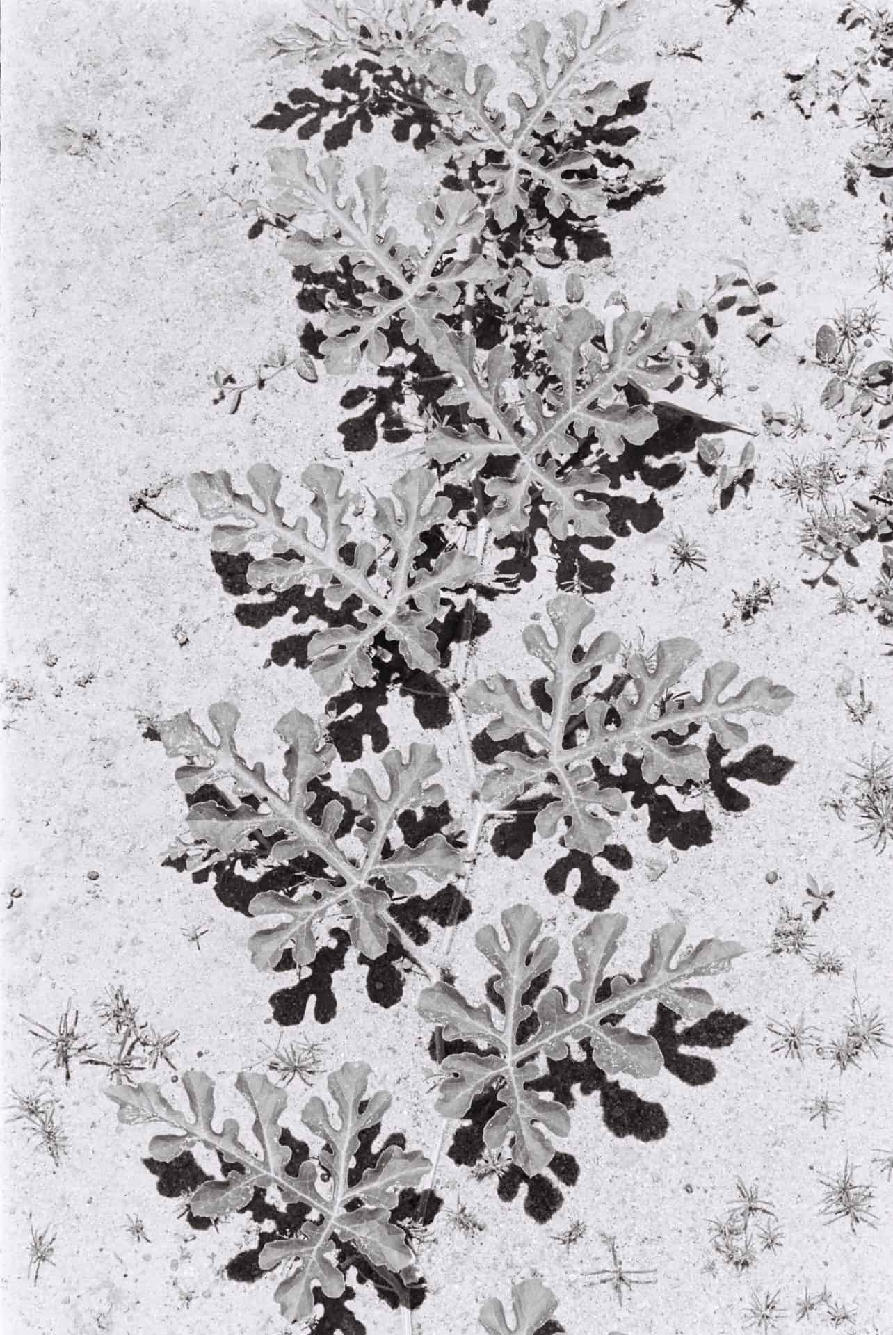 40